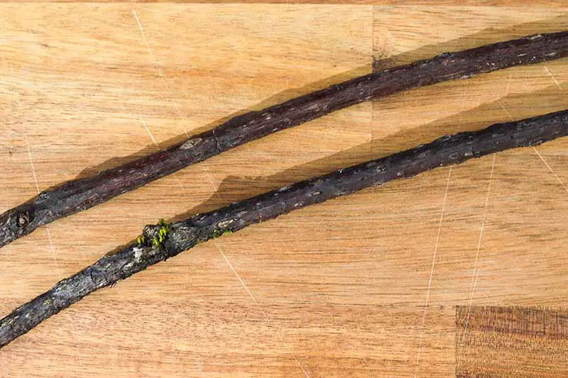 Una imagen horizontal de primer plano de dos ramas que muestran las lenticelas sobre una superficie de madera.
