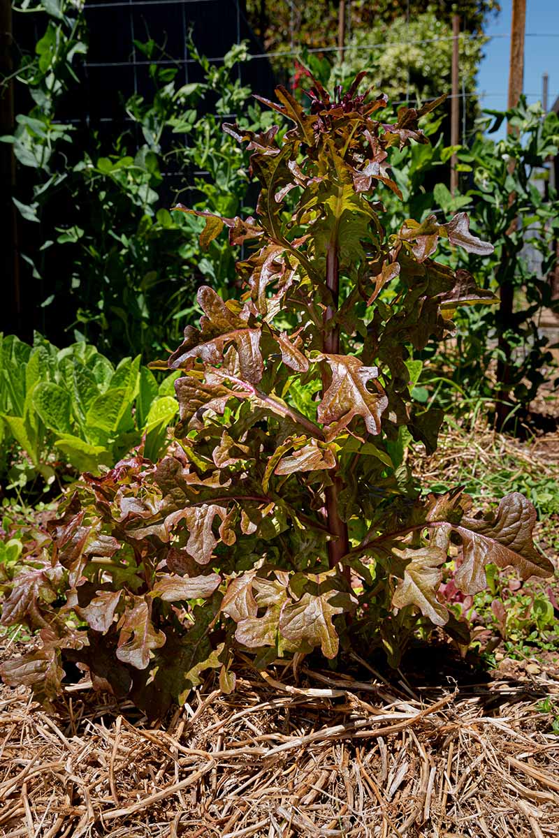 Una imagen vertical de cerca de una planta de lechuga roja que se ha atornillado y se ha ido a sembrar fotografiada bajo un sol brillante.