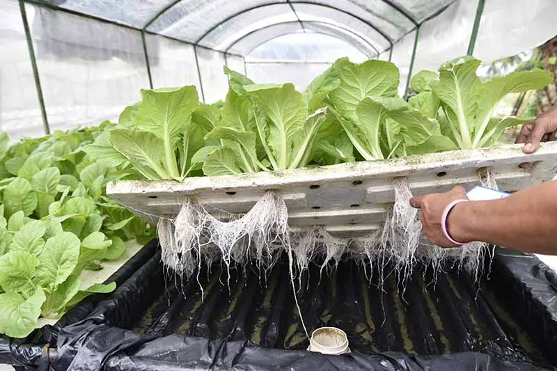 Una imagen horizontal de primer plano de una mano desde la derecha del marco levantando una bandeja de lechugas cultivadas hidropónicamente en un gran invernadero.