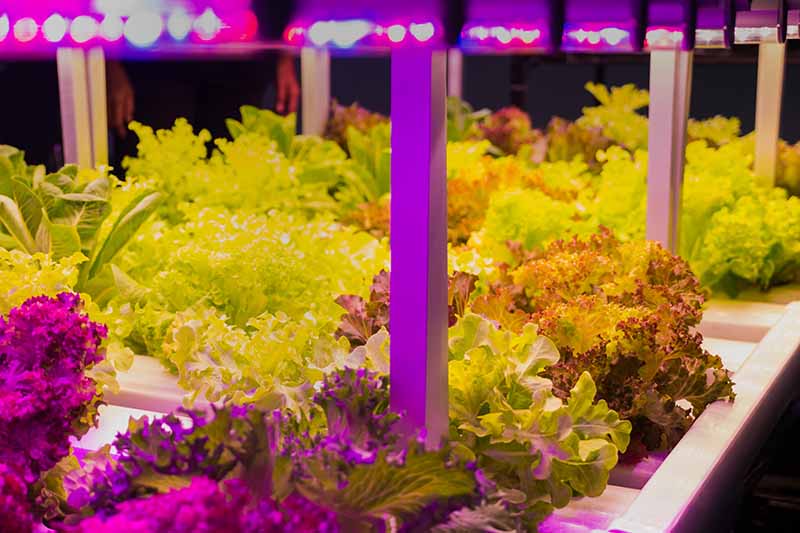 Un primer plano de bandejas de lechuga que crecen hidropónicamente en un jardín interior bajo lámparas LED que se desvanecen en un enfoque suave en el fondo.