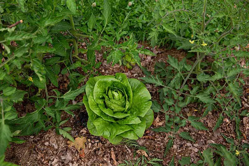 Una imagen horizontal de cerca de una planta de lechuga rodeada de plantas de tomate y mantillo de hojas en el suelo.
