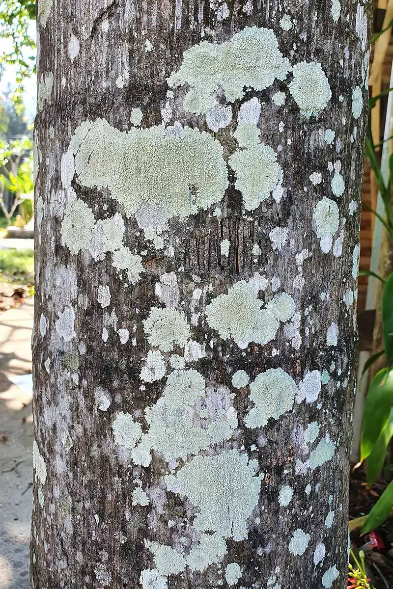 Una imagen vertical de primer plano del tronco de un árbol con líquenes verdes que cubren la corteza.