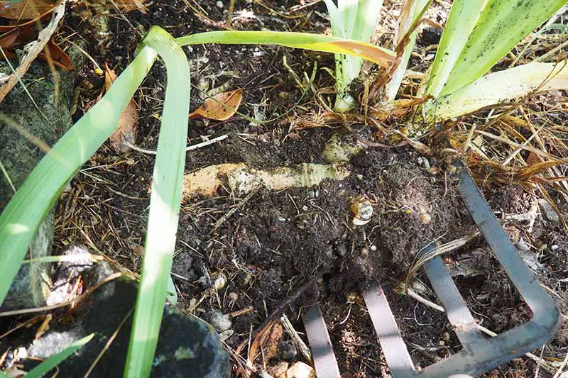 Una imagen horizontal de primer plano de una horquilla de jardín levantando plantas de iris para dividirlas y trasplantarlas.