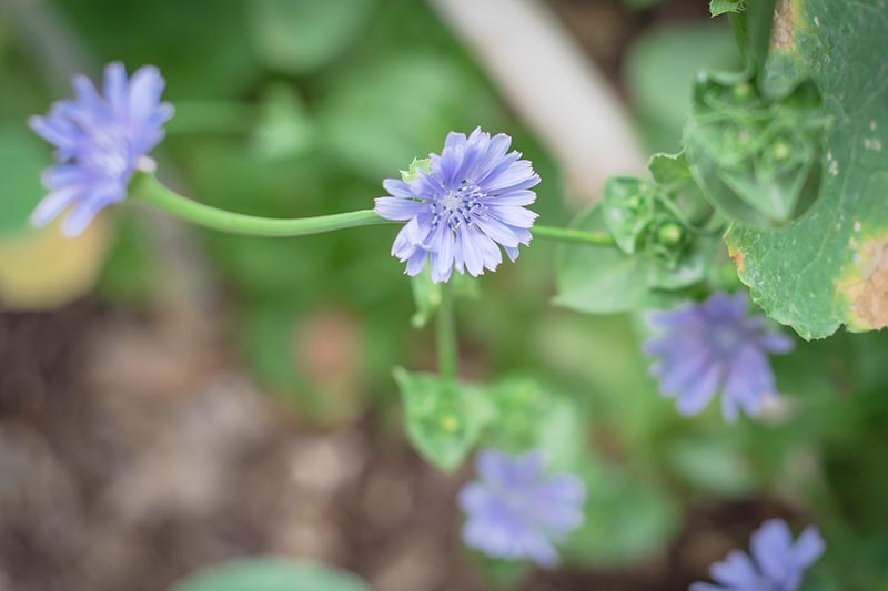 Una imagen horizontal de cerca de flores de achicoria azul claro que crecen en el jardín en un fondo de enfoque suave.