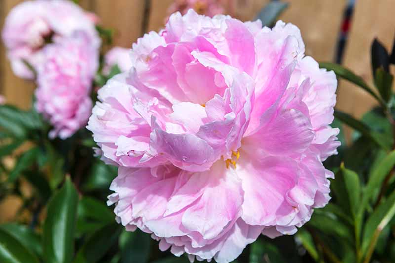 Una imagen horizontal de primer plano de una flor rosa brillante que crece en el jardín con una valla de madera con un enfoque suave en el fondo.