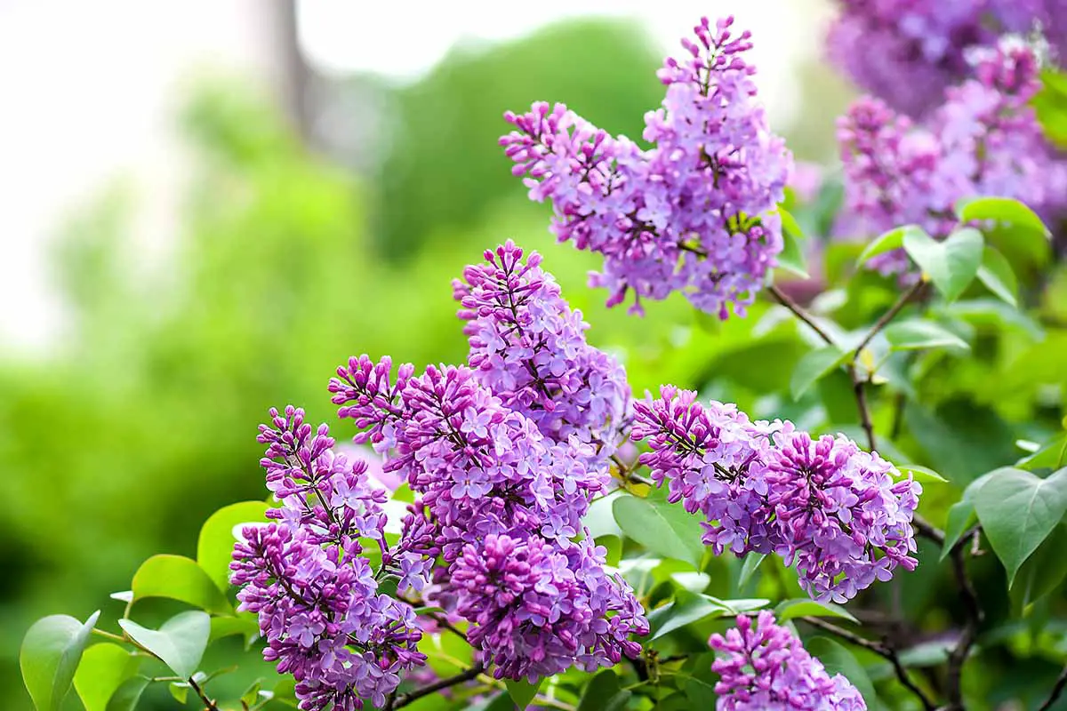 Una imagen horizontal de primer plano de flores de color lila púrpura representadas en un fondo de enfoque suave.