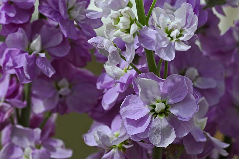 Una imagen horizontal de primer plano de flores de color púrpura claro y blanco (Matthiola incana) que crecen en el jardín.