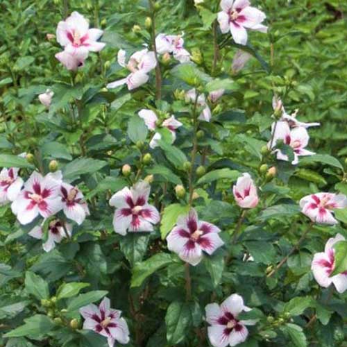 Un arbusto verde adornado con flores blancas que tienen un ojo central rojo brillante de la variedad H. syriacus 'Lil' Kim' que crece en el jardín.