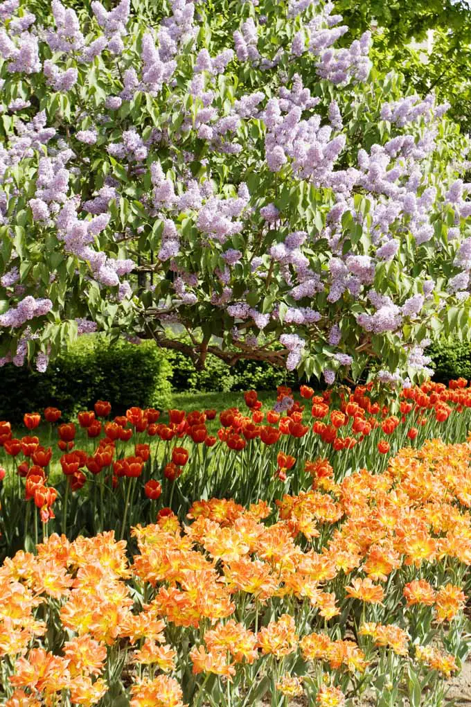 Llenas de belleza y olores maravillosos, las lilas son muy fáciles de cultivar.  ¡Consulta nuestra guía para obtener más información!