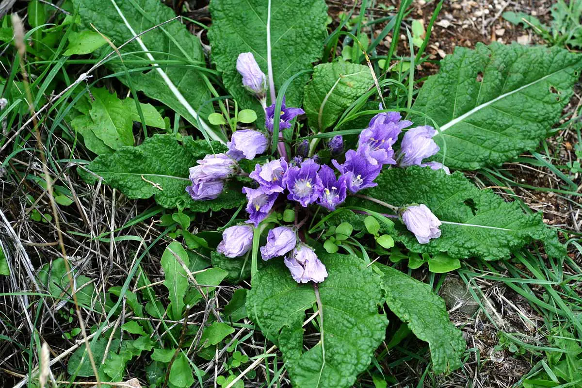 Una imagen horizontal de cerca de las flores violetas y el follaje verde brillante de una planta de Mandragora que crece en el jardín.