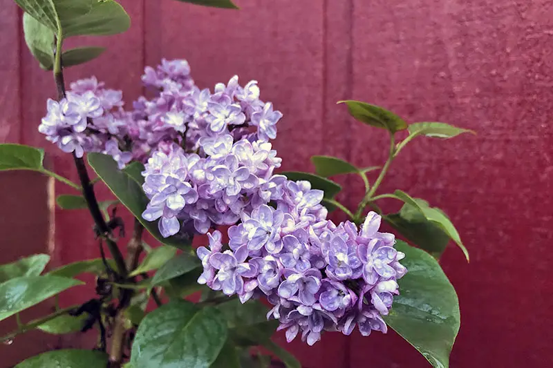 Una imagen horizontal de cerca de una flor violeta claro que crece contra una casa de madera roja.