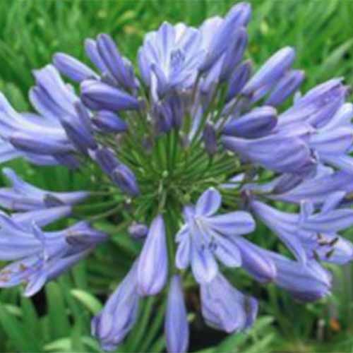 Una imagen cuadrada de primer plano de una flor azul 'Lirio del Nilo' que crece en el jardín con follaje en un enfoque suave en el fondo.