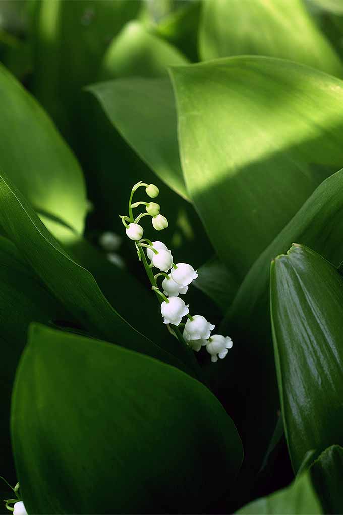 Un solo tallo de lirio de los valles se abre paso entre las anchas hojas de la maleza del pantano.  El pequeño tallo verde está revestido de flores blancas y capullos listos para florecer.