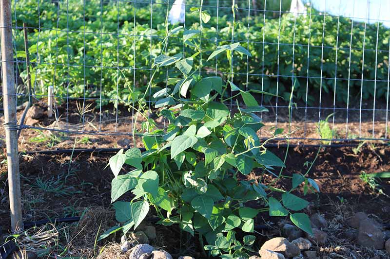 Una imagen horizontal de cerca de una planta de frijol lima que crece en una cerca de metal en el jardín trasero.