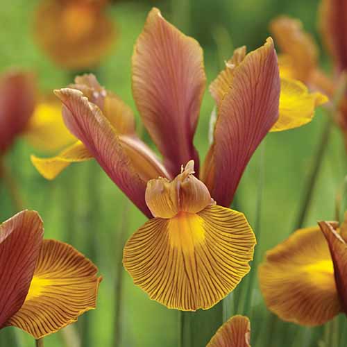 Una imagen cuadrada de primer plano del iris naranja 'Rey León' que crece en el jardín fotografiado en un fondo de enfoque suave.
