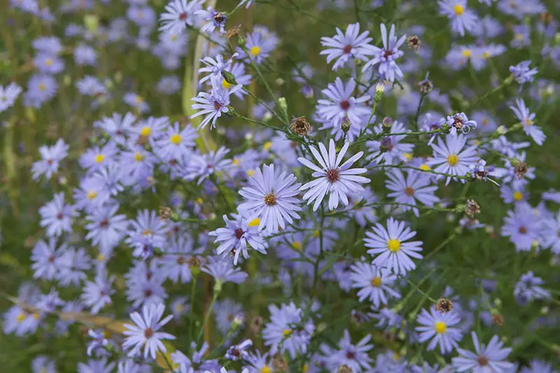 Un primer plano de las diminutas flores azules de Aster alpinus, que crecen en el jardín de verano.