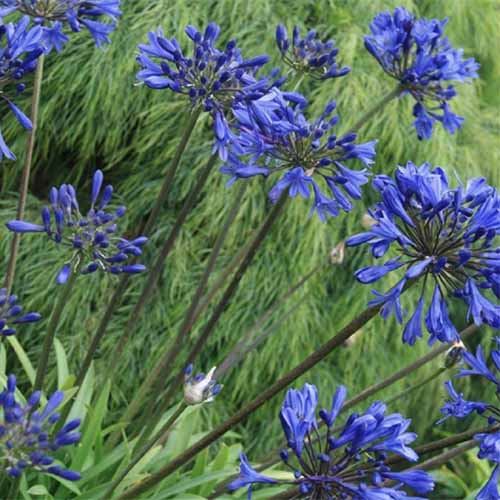 Una imagen cuadrada de primer plano de flores azules brillantes de 'Pequeña Fuente Azul' que crecen en el jardín con follaje en un enfoque suave en el fondo.
