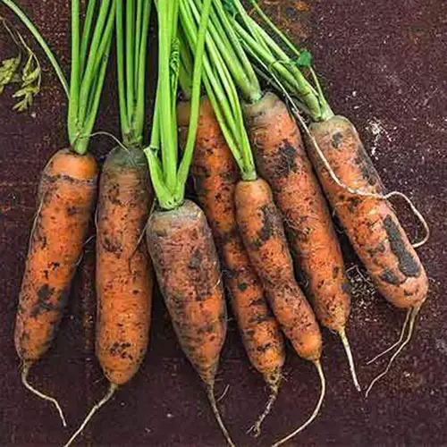 Un primer plano de la variedad 'Little Fingers' de zanahorias cortas adecuadas para crecer en contenedores colocados sobre un fondo de suelo.