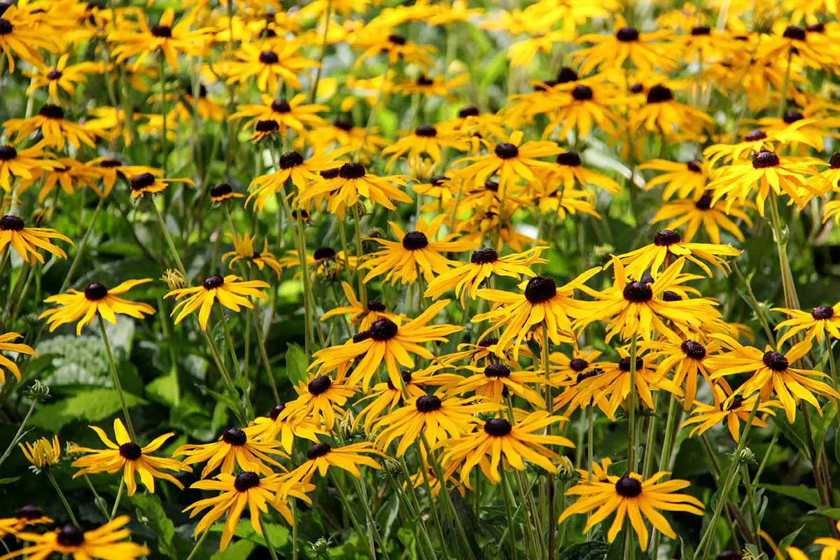 Las flores de Susan de ojos negros 'Little Goldstar' crecen en un prado de flores silvestres.