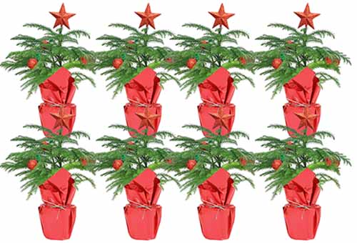 Una imagen horizontal de cerca de ocho pequeños árboles de Navidad en un embalaje decorativo en un fondo blanco.