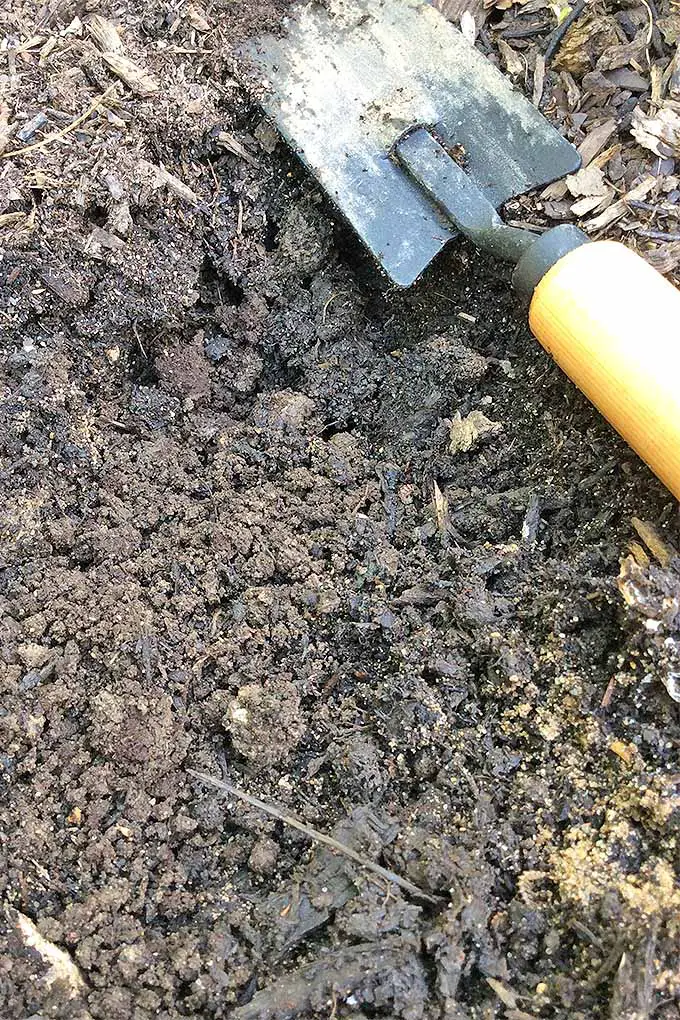 Una pala de mano sucia está sentada sobre el suelo de un jardín.  La tierra está muy húmeda y contiene arena, lo que sugiere que es de la variedad franca.