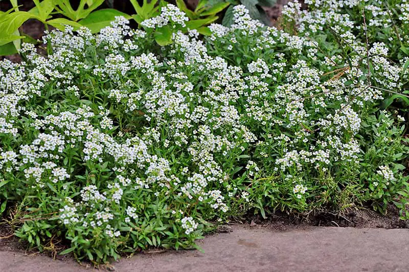 Flores blancas de Lobularia maritima con hojas verdes, creciendo en un borde de jardín.