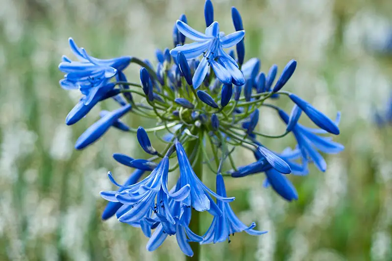 Una imagen horizontal de primer plano de las flores de 'Loch Hope' que crecen en el jardín representadas en un fondo de enfoque suave.