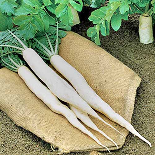 Primer plano de cuatro tubérculos daikon 'largos' en un saco de arpillera en el suelo.  En el fondo hay dos que aún esperan ser cosechadas.
