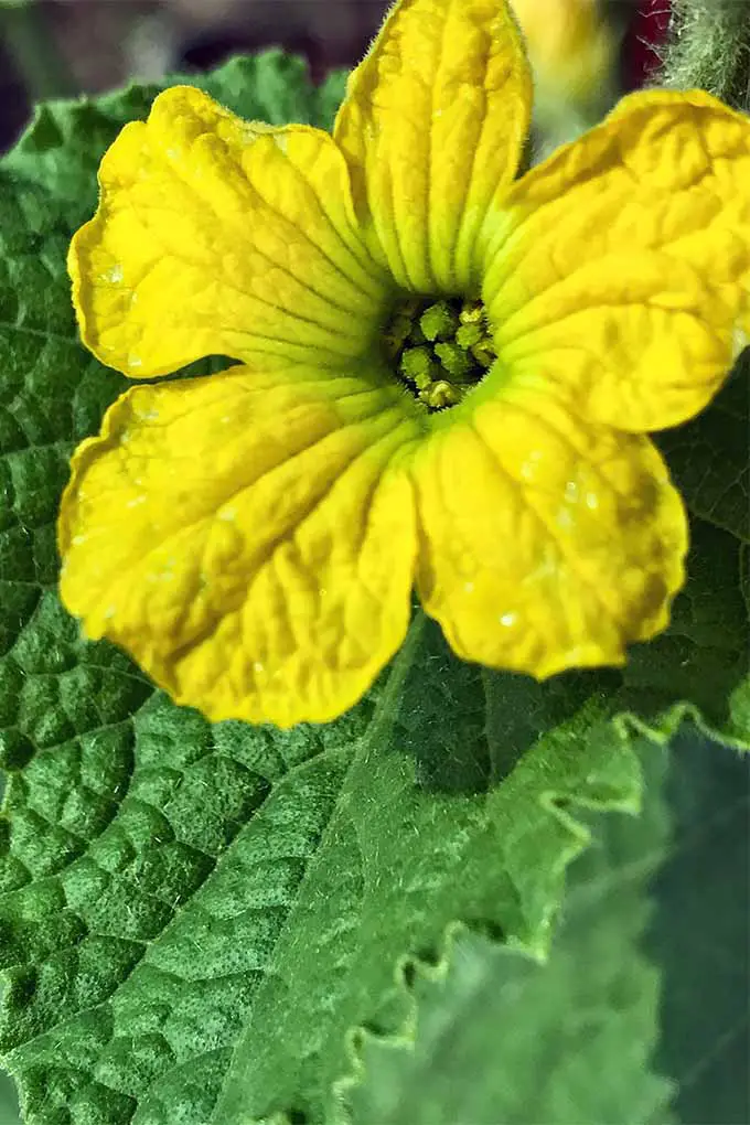 Las flores amarillas brillantes caracterizan las plantas de calabaza lufa, que puedes aprender a cultivar en casa ahora en FdeFlor: 
