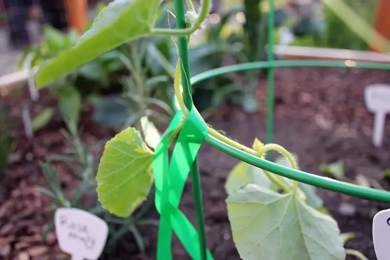 Un primer plano para mostrar una cinta vegetal atada sin apretar alrededor de una planta de enredadera para asegurarla a un enrejado de metal verde, con una escena de jardín en foco suave en el fondo.