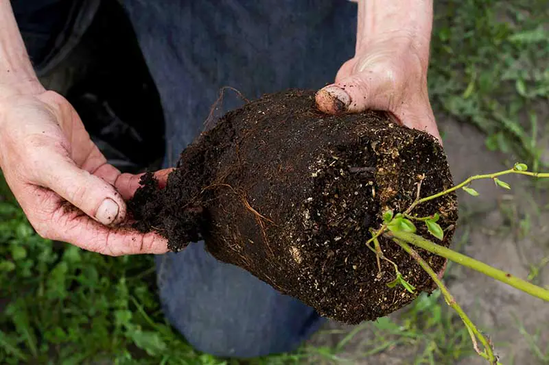 Una imagen horizontal de primer plano de dos manos desde la izquierda del marco aflojando las raíces de una planta en maceta antes de plantarla en el jardín.