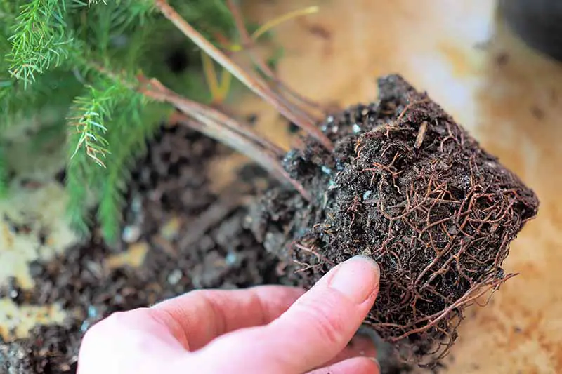 Una imagen horizontal de primer plano de una mano desde la parte inferior del marco aflojando las raíces de una planta para trasplantarla.