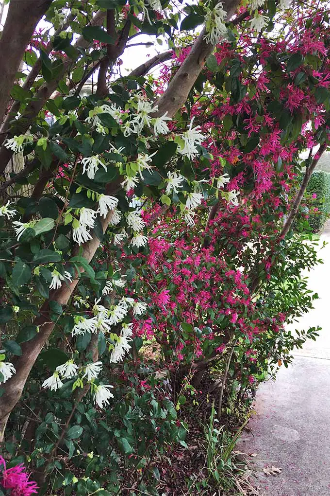 Una hilera de L. chinense crecen a lo largo de una acera.  La cinta rosa y blanca como pétalos de las flores está densamente empaquetada arriba y abajo de los árboles que las sostienen.