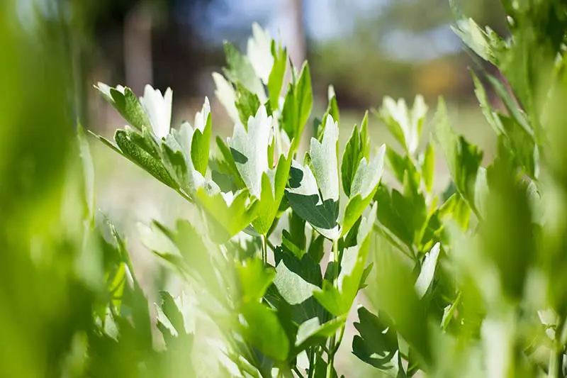 Un primer plano del follaje de Levisticum officinale que crece en el jardín, fotografiado bajo un sol brillante sobre un fondo de enfoque suave.