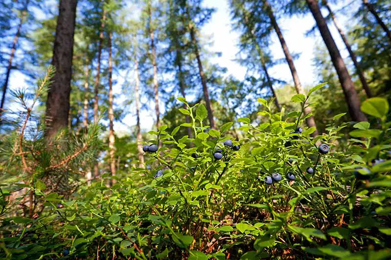 Una imagen horizontal de arbustos bajos o arándanos silvestres que crecen al borde de un bosque.