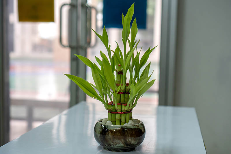 Una imagen horizontal de cerca de una pequeña planta Dracaena sanderiana que crece en un recipiente de vidrio en un fondo de enfoque suave.