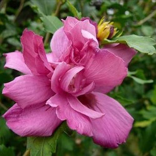 Un primer plano de la flor doble única de la variedad H. syriacus 'Lucy', con pétalos dobles rosas sobre un fondo de enfoque suave.