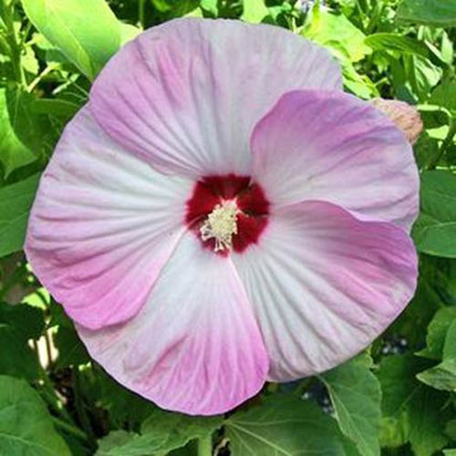 Un primer plano de una flor del híbrido H. moscheutos conocido como 'Luna Pink Swirl'.  Los grandes pétalos son de color blanco y rosa con un ojo central de color rojo brillante, en la foto con follaje en el fondo a la luz del sol.