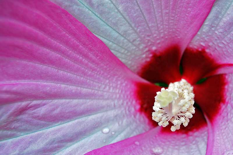 Una imagen macro de primer plano de una flor de hibisco 'Pink Swirl' que muestra el rosa suave, desvaneciéndose a blanco en los pétalos y el ojo central rojo profundo y la columna estaminal prominente.