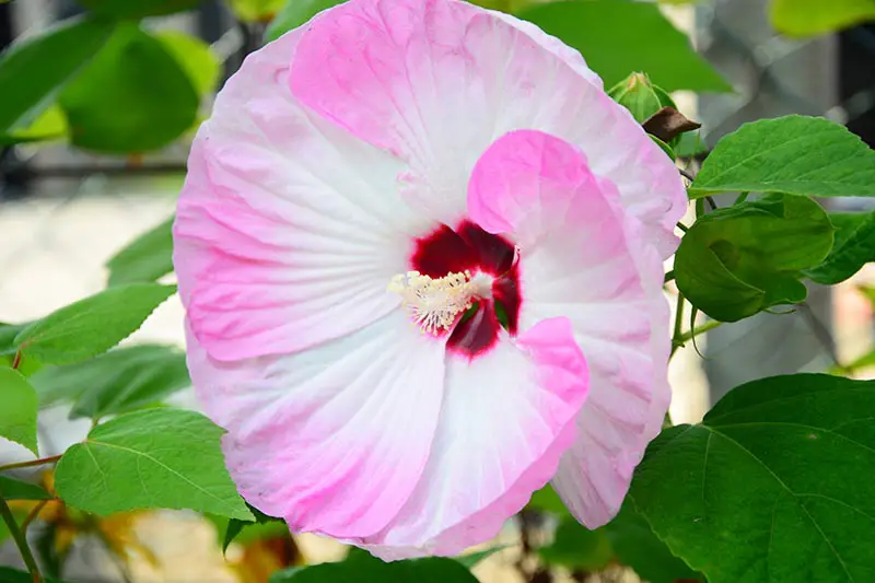 Un primer plano de la flor de la variedad de hibisco 'Luna Swirl', con pétalos de color rosa claro y blanco que contrastan con un ojo central de color rojo intenso, rodeado de follaje verde sobre un fondo de enfoque suave.