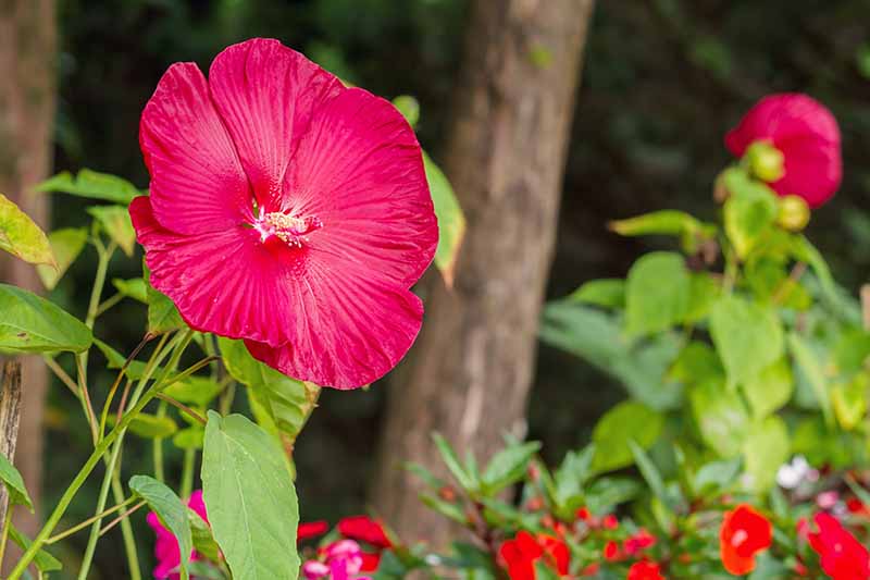 Un primer plano de una flor de hibisco 'Luna Red' que crece en el jardín rodeada de follaje verde sobre un fondo de enfoque suave.