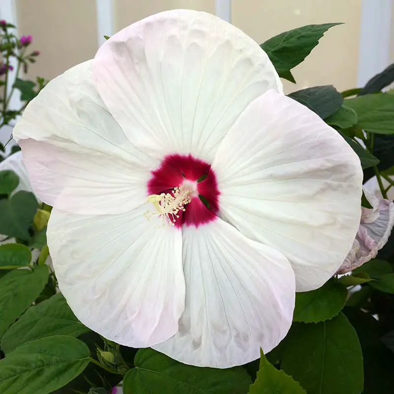 Un primer plano de una gran flor blanca del híbrido 'Luna White' H. moscheutos, que crece en el jardín rodeado de follaje verde.