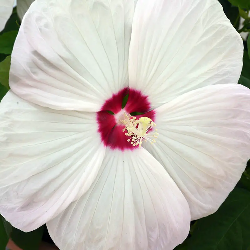 Una imagen de primer plano de la flor de hibisco 'Luna White' con grandes pétalos blancos y un ojo central de color rojo intenso sobre un fondo de enfoque suave.