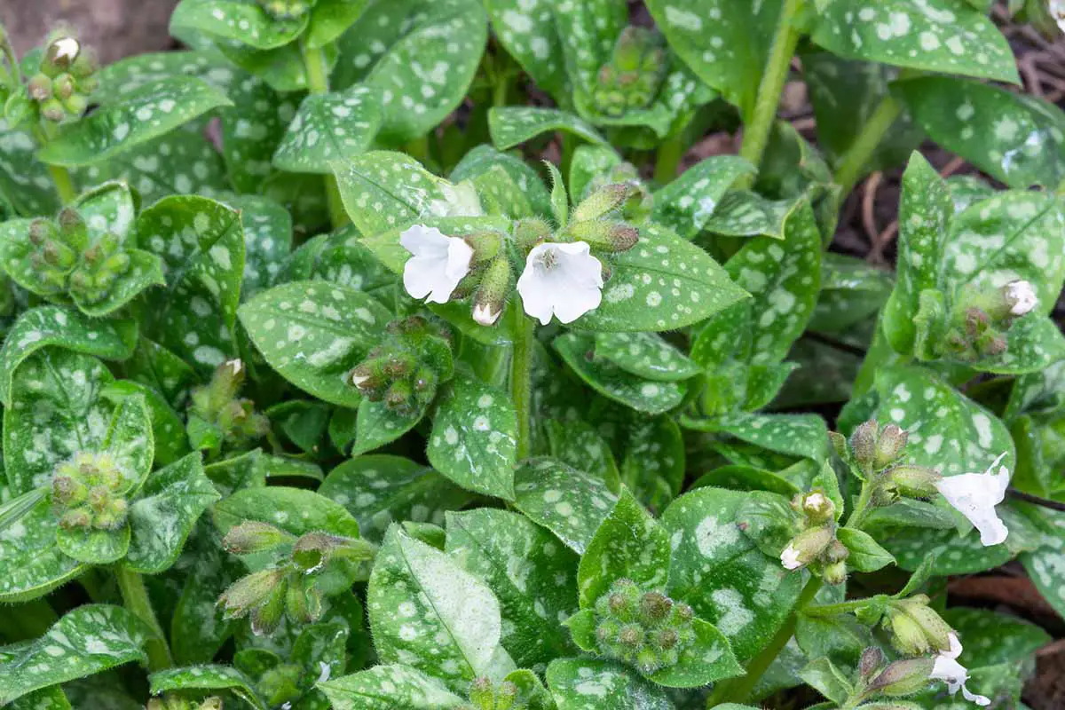 Una imagen horizontal de primer plano de la flor pulmonar Pulmonaria 'Sissinghurst White' que crece en el jardín.