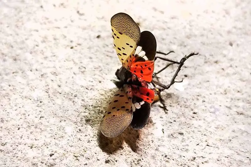 Primer plano de una mosca linterna manchada sobre una superficie de hormigón.  Las alas están extendidas, mostrando las manchas negras en las alas exteriores de color canela y las distintivas alas interiores rojas y negras.