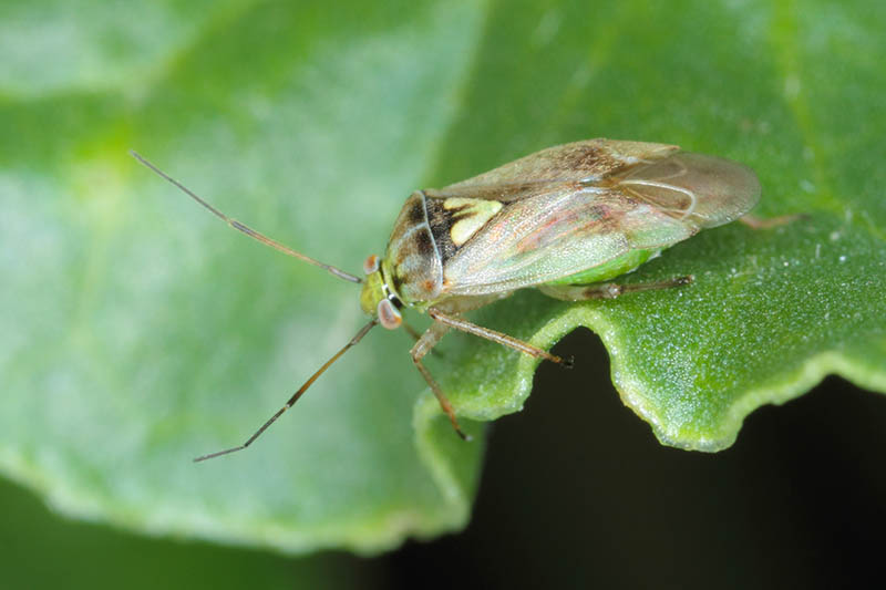 Una imagen horizontal de primer plano de un insecto lygus en el borde de una hoja representada en un fondo de enfoque suave.