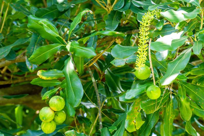 Imagen horizontal del producto cosechable completamente formado y flores fructíferas en un árbol de macadamia.