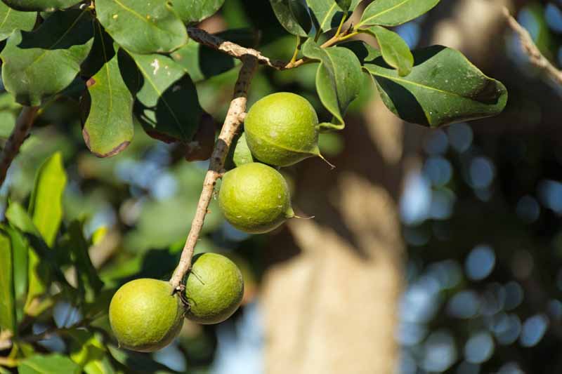 Las nueces de macadamia verdes cuelgan de un árbol con hojas que comienzan a ponerse marrones, lo que indica algún tipo de plaga o enfermedad.