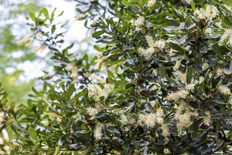 Las ramas de un árbol de nuez de macadamia en flor.