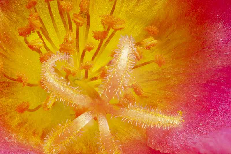 Una imagen macro de primer plano del interior de una flor, en rosa que se desvanece en naranja.